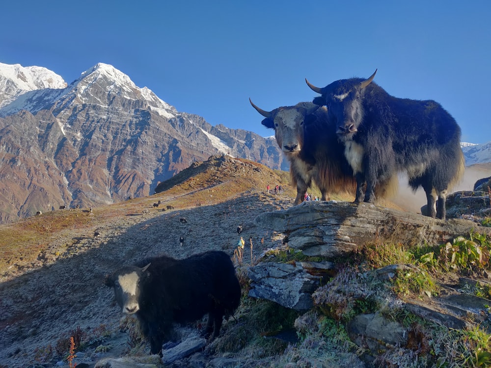 bovini marroni e bianchi e mucca marrone