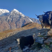 Mardi Himal Trek