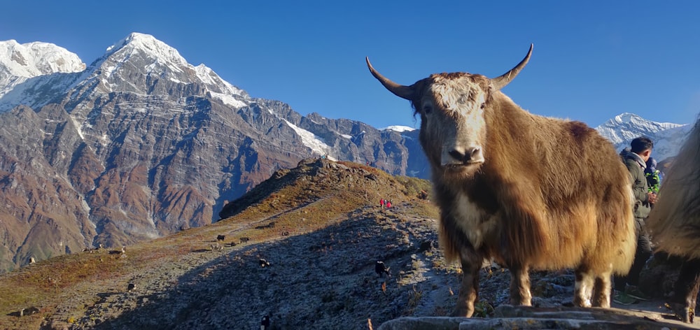 corno di toro marrone e bianco