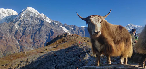 Mardi Himal