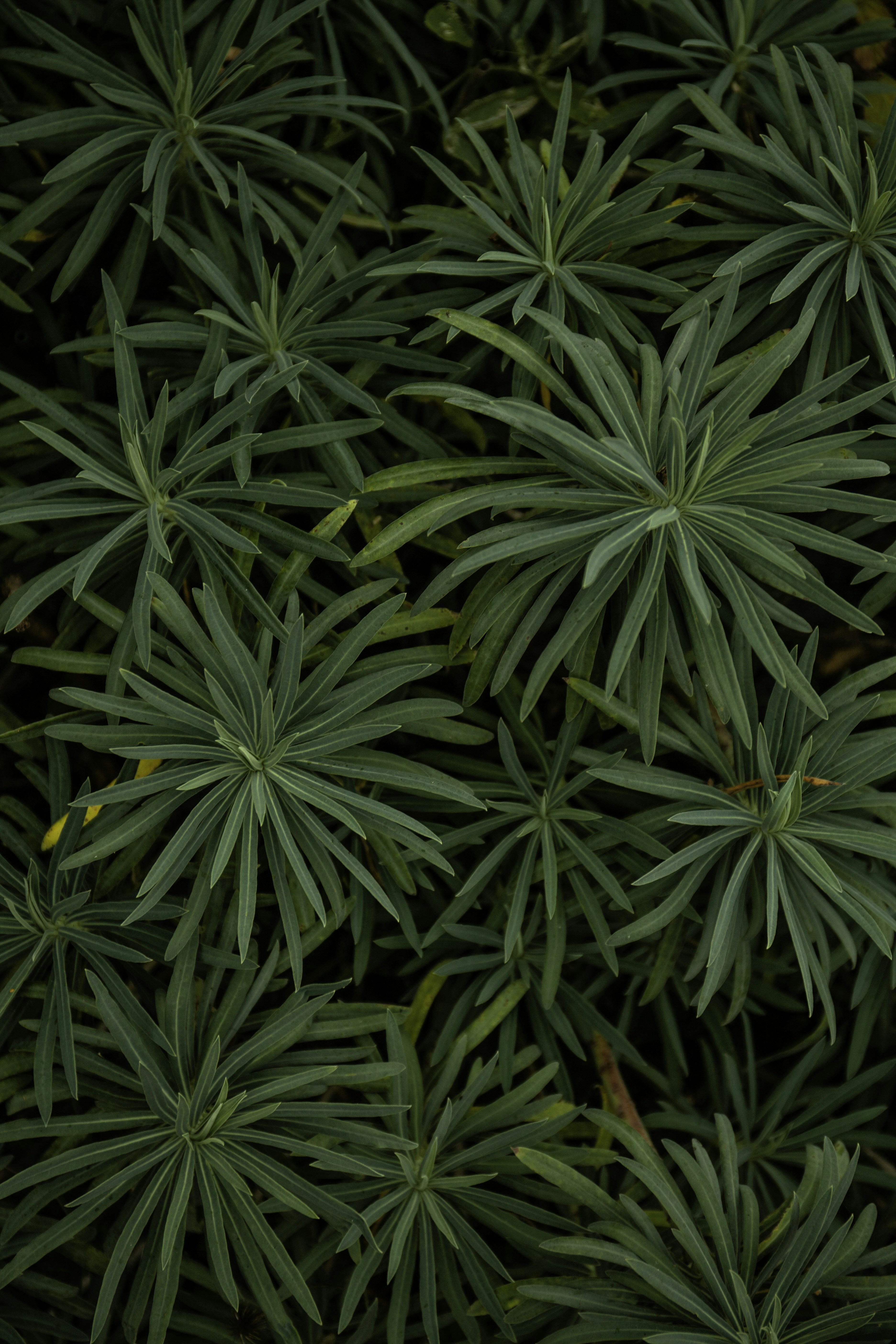 photo-1571332034442-29e01a3fb107?ixid=M3wxMjA3fDB8MXxzZWFyY2h8MTV8fHdlZWQlMjBsZWdhbGl6YXRpb24lMjB3b3JsZCUyMG1hcHxlbnwwfHx8fDE3NjQ2NDk3ODd8MA\u0026ixlib=rb-4.1.0