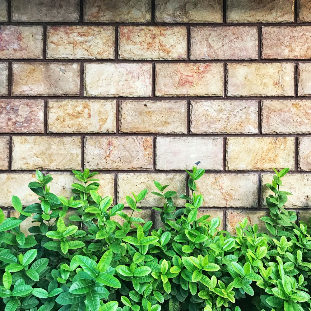 green leaf plant with pot