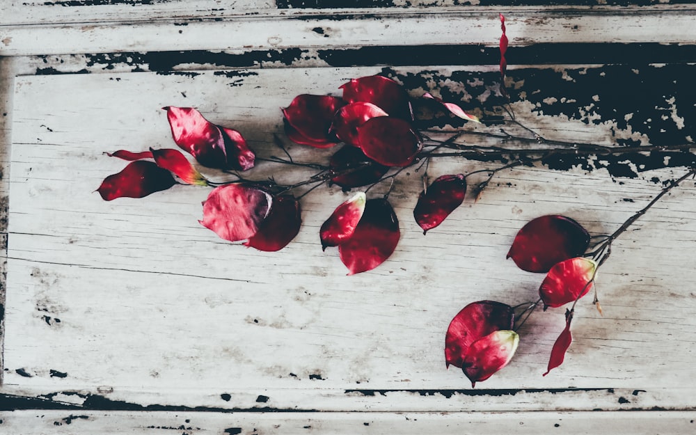 red and white petaled flowers painting