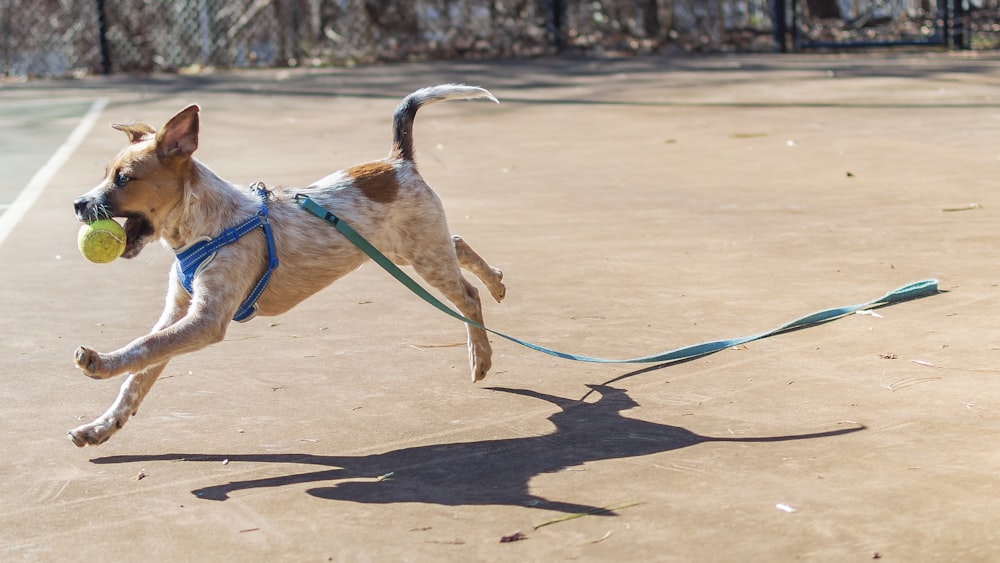 chien brun et blanc à poil court