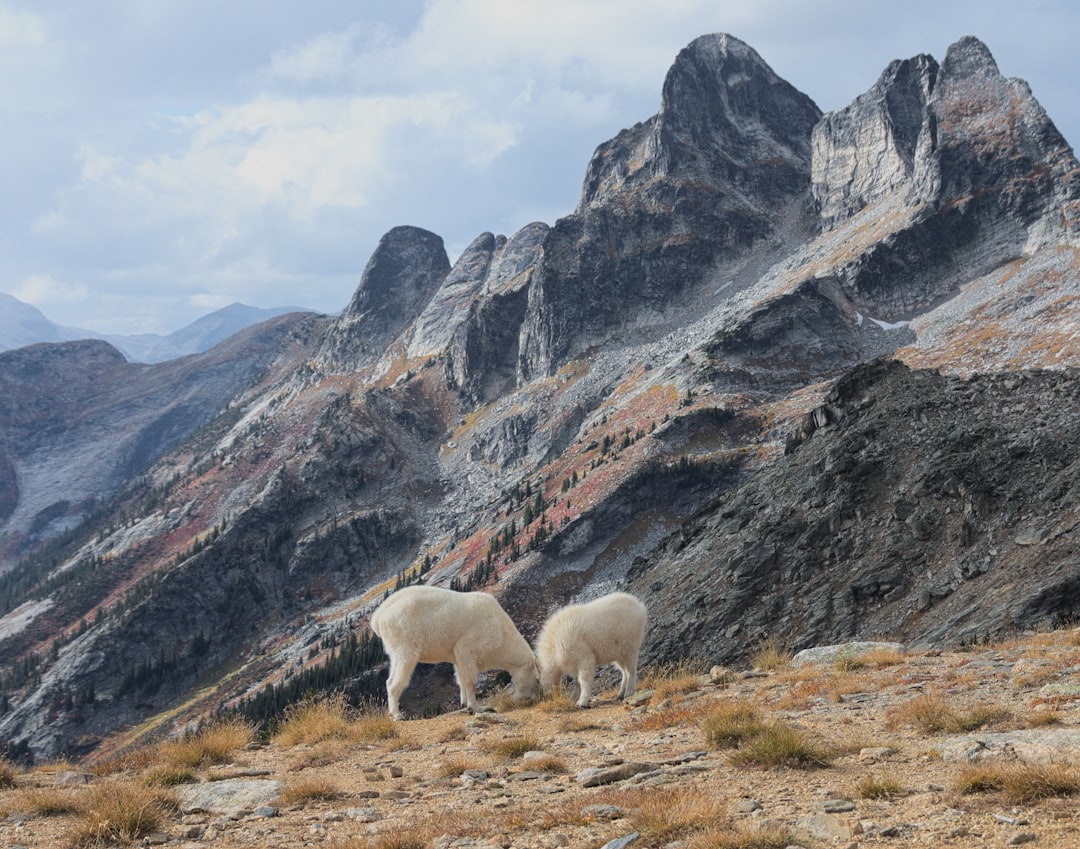 travelers stories about Tundra in British Columbia, Canada