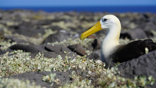 white and black bird on grey surface in Galapagos Islands Ecuador