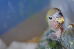 white and yellow bird and white and yellow bird