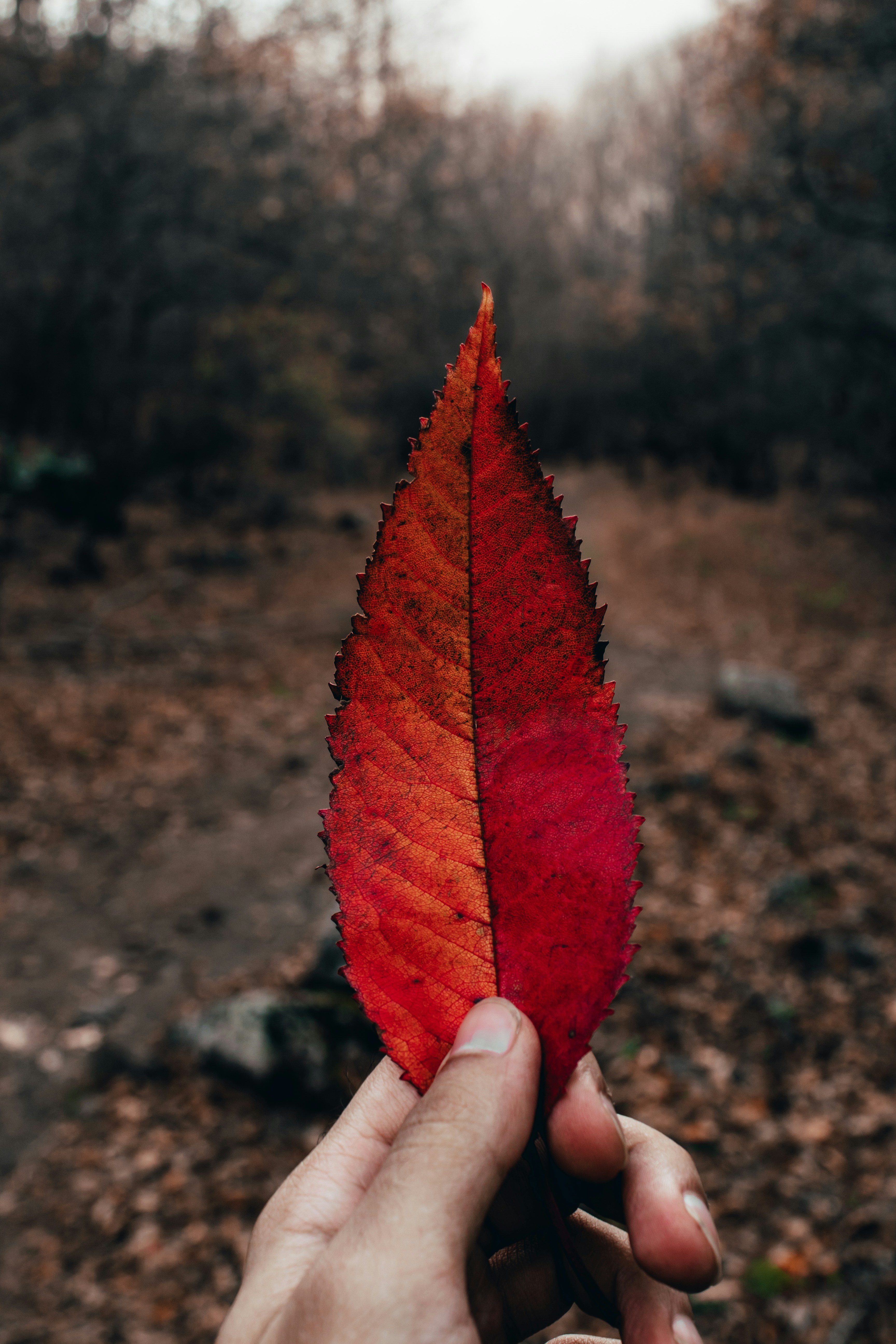 Photo by m_amirahmadi