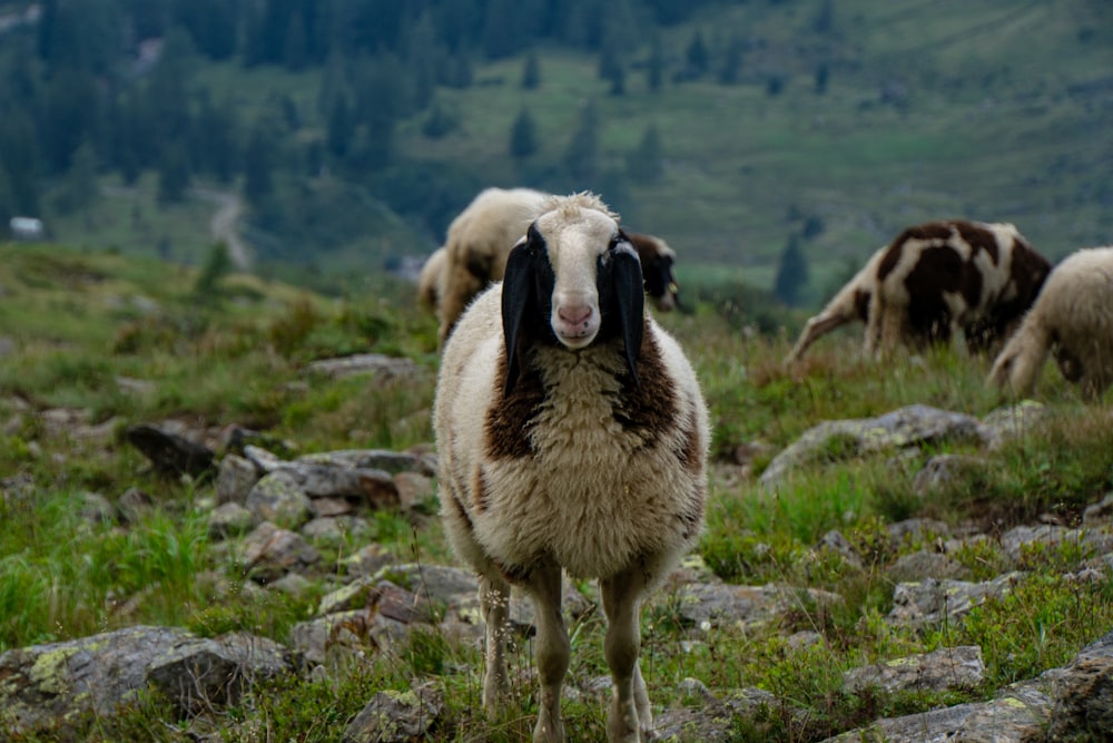 brown and white goat kid