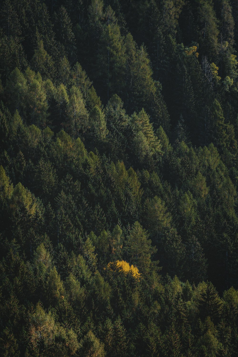 black and brown trees painting