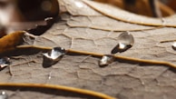 Close-up of a single leaf with dew drops glistening in the morning light.