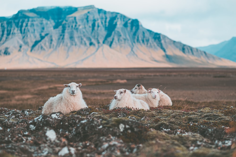 two brown and white goat