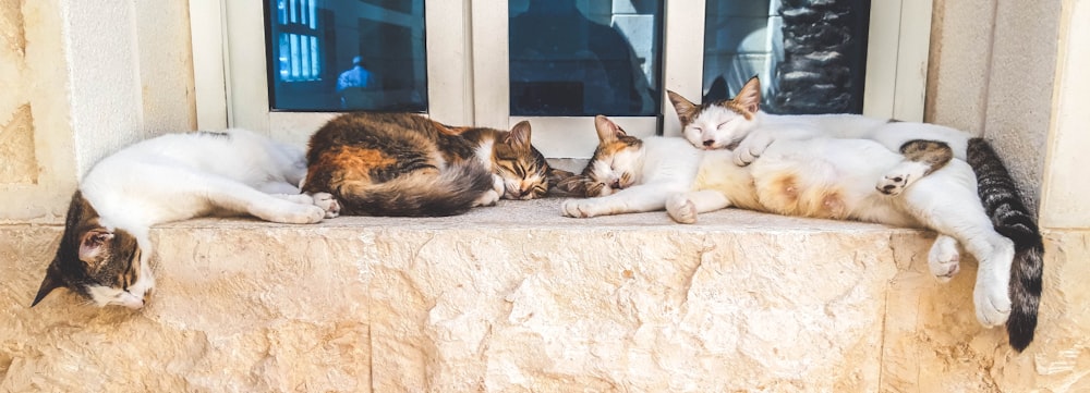 brown and white tabby cat