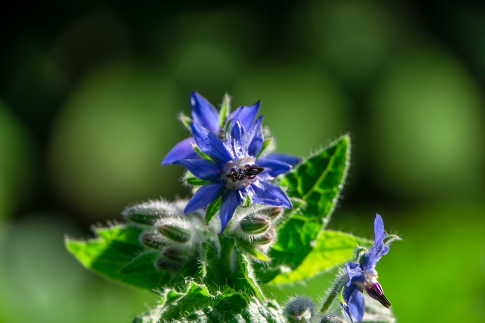 purple and white petaled flower