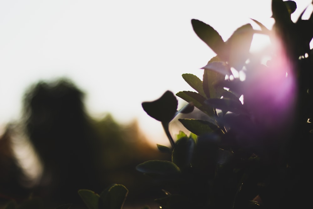 silhouette of plants during daytime