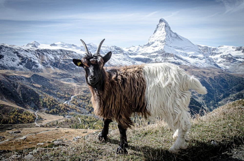 capretto di capra marrone e bianco