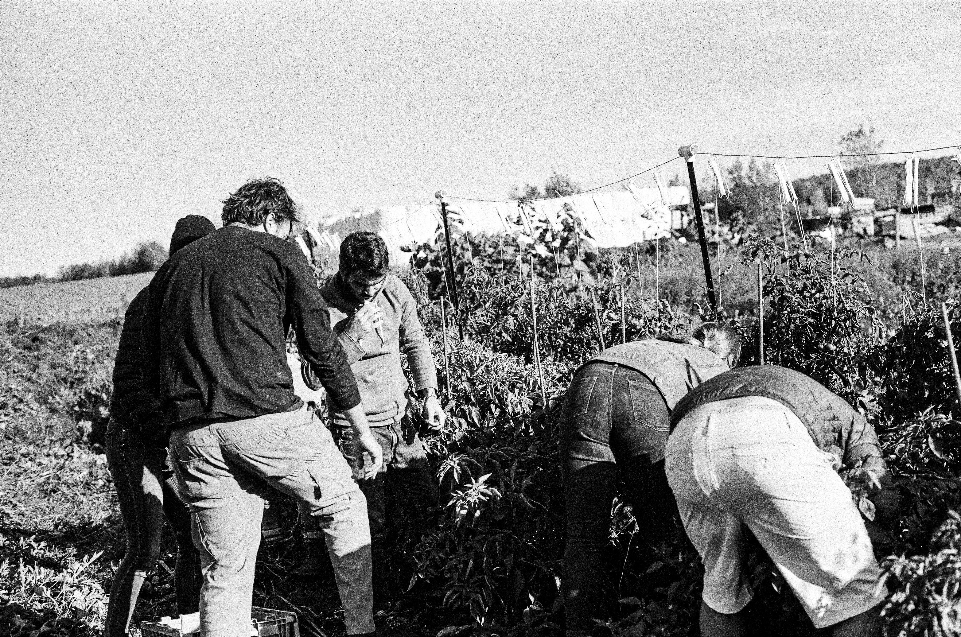 Diverse community members working together in an urban garden promoting community engagement through urban gardening