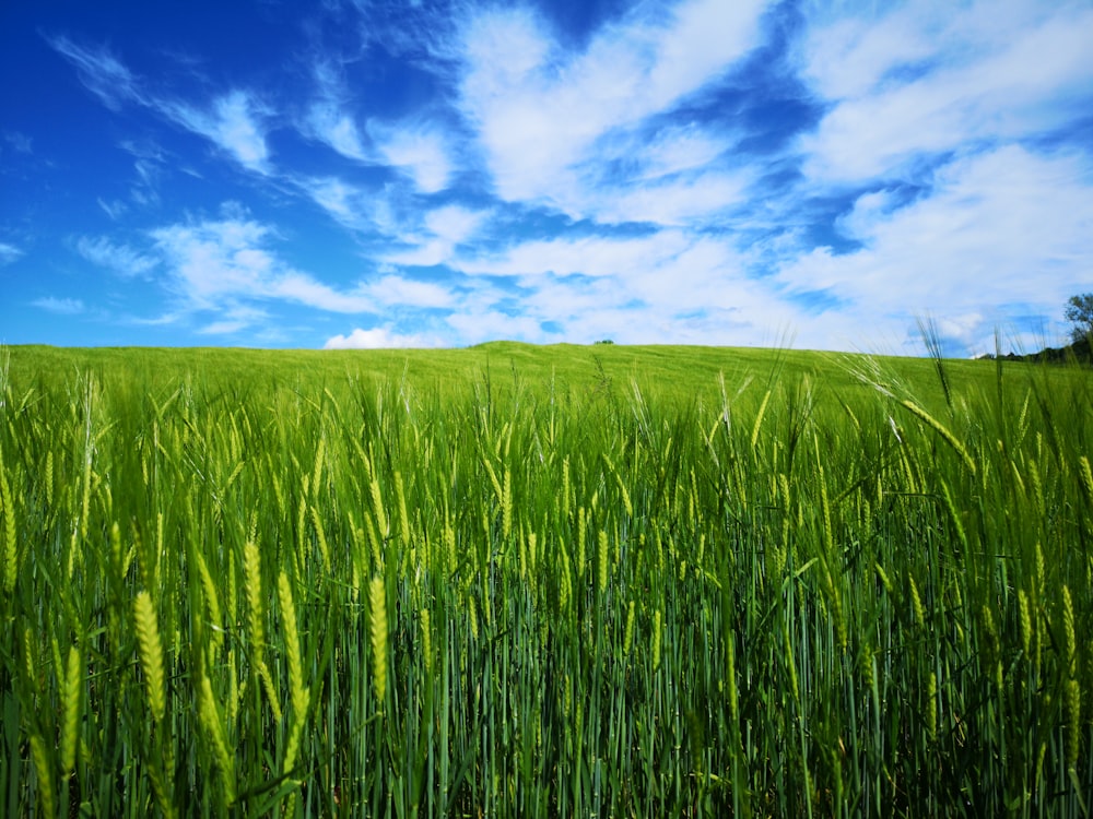 erba verde sotto il cielo nuvoloso durante il giorno