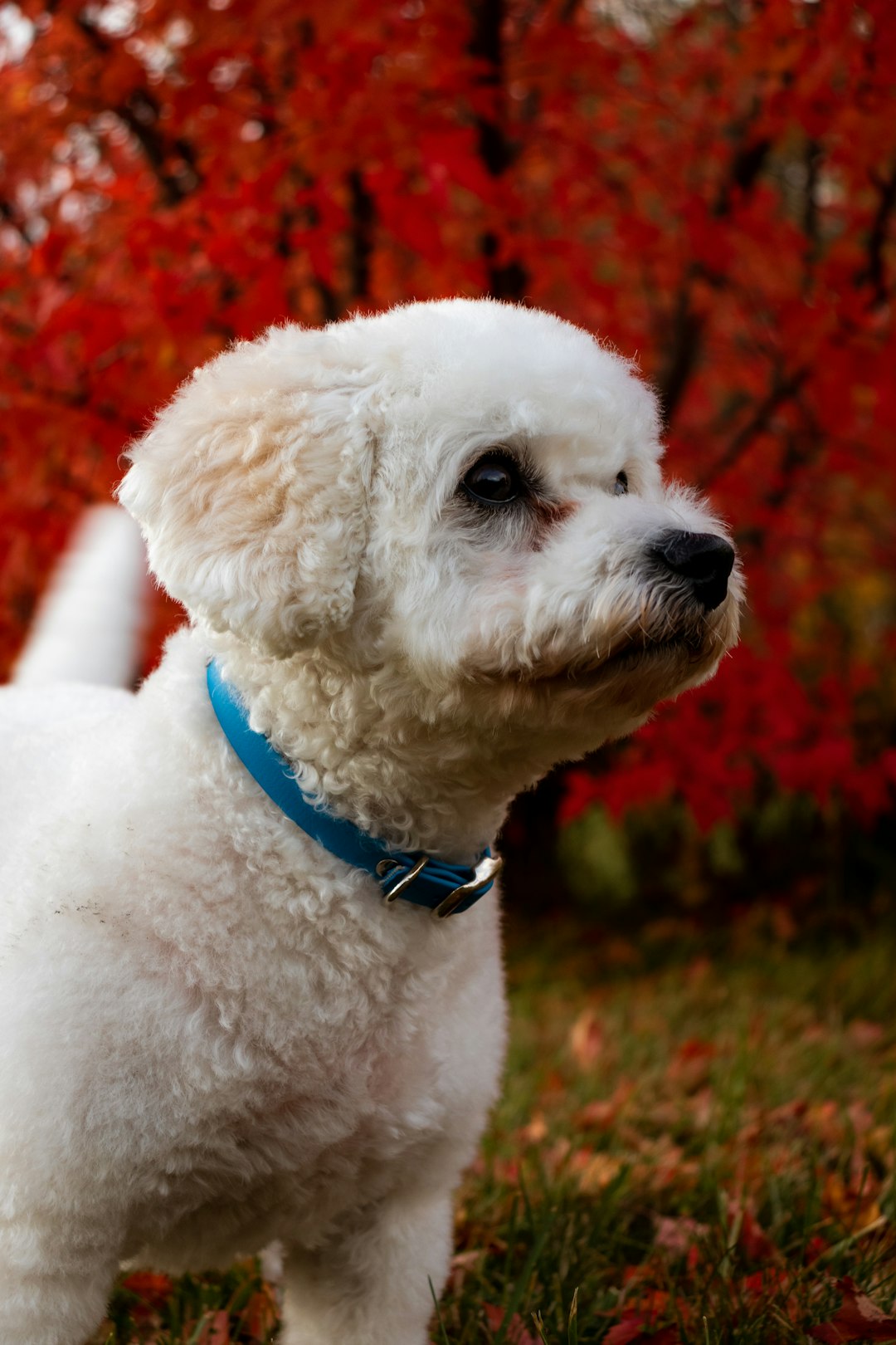 short-coated white puppy on green grass during daytime