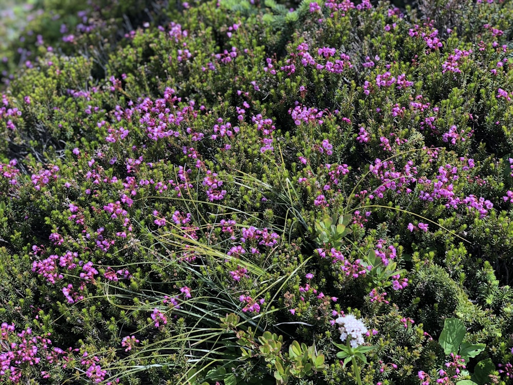 purple petaled flower field photograph