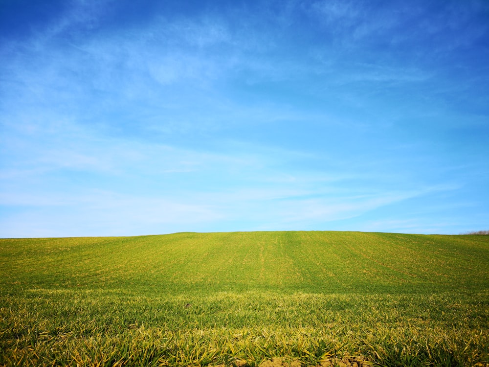 green grass field during daytime