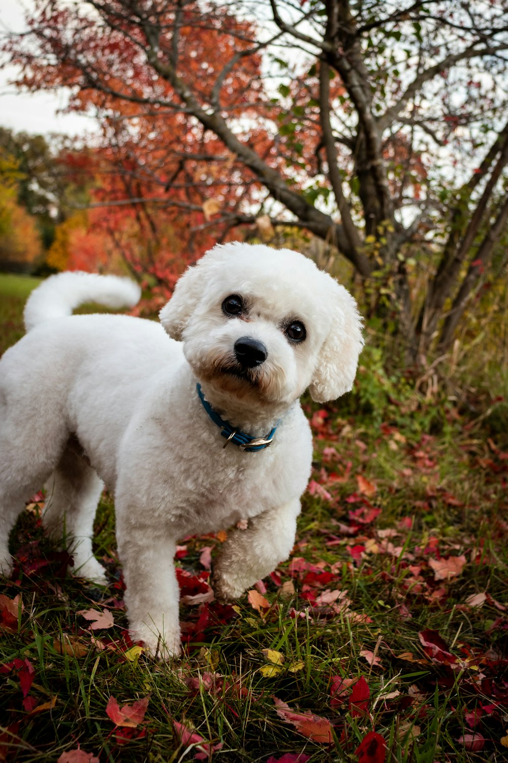 dog on grass and leaf field