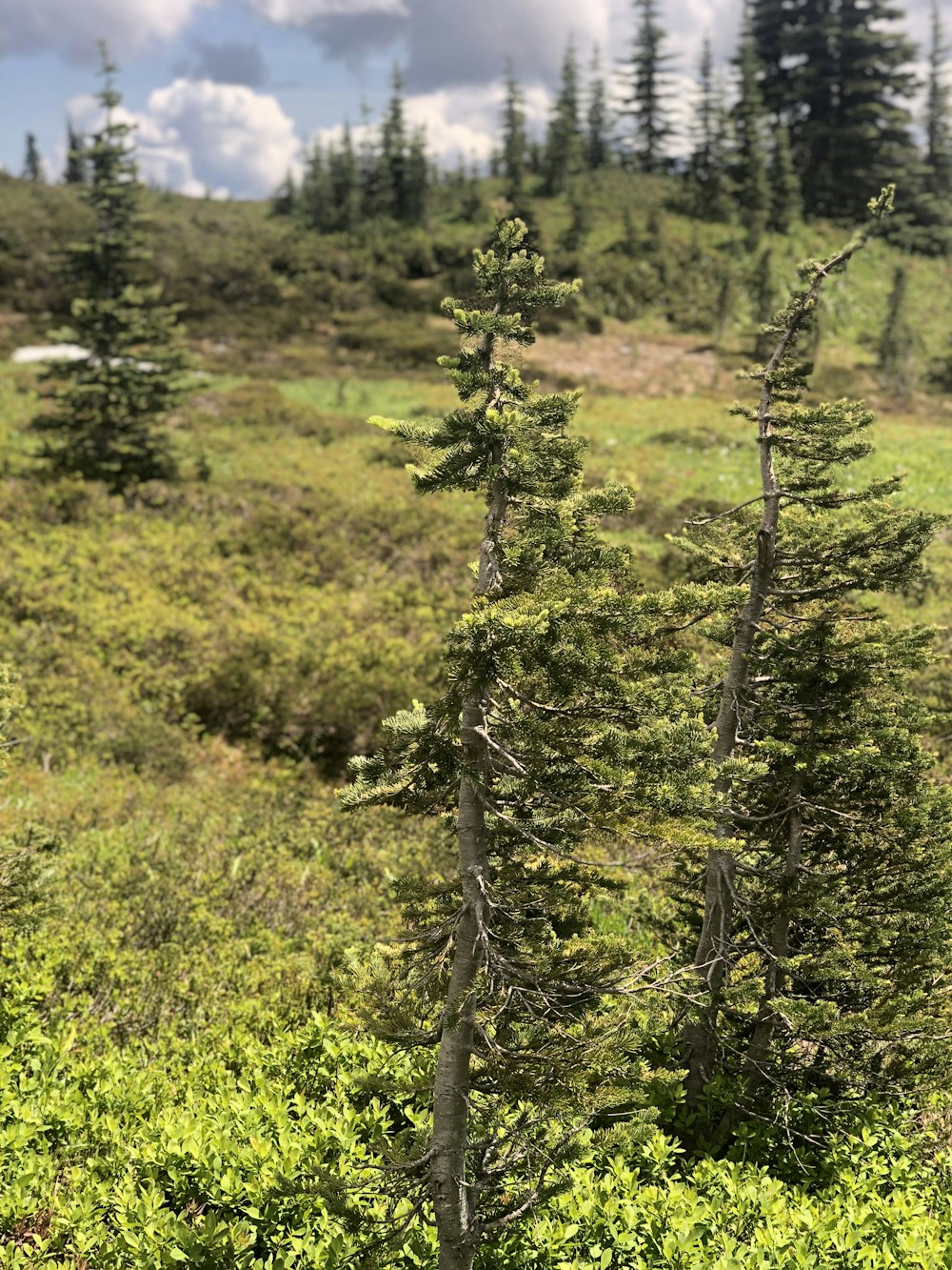 green-leafed trees and plants during daytime