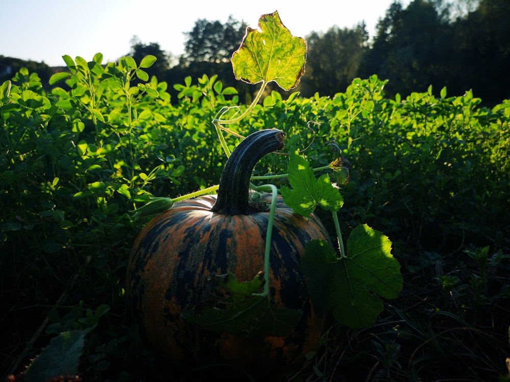 green and yellow squash during daytime