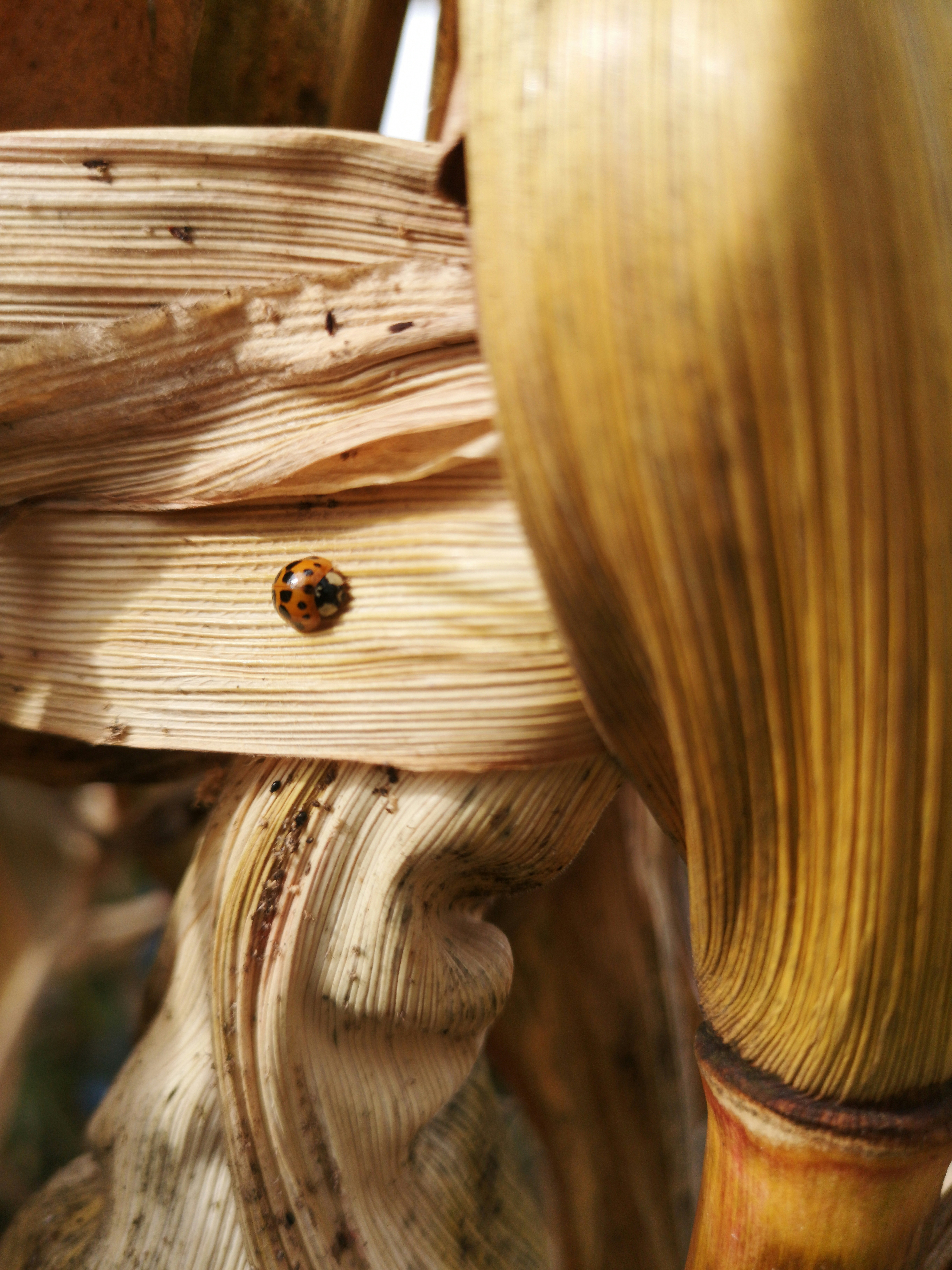 Mesa de madera marrón con marco de madera marrón