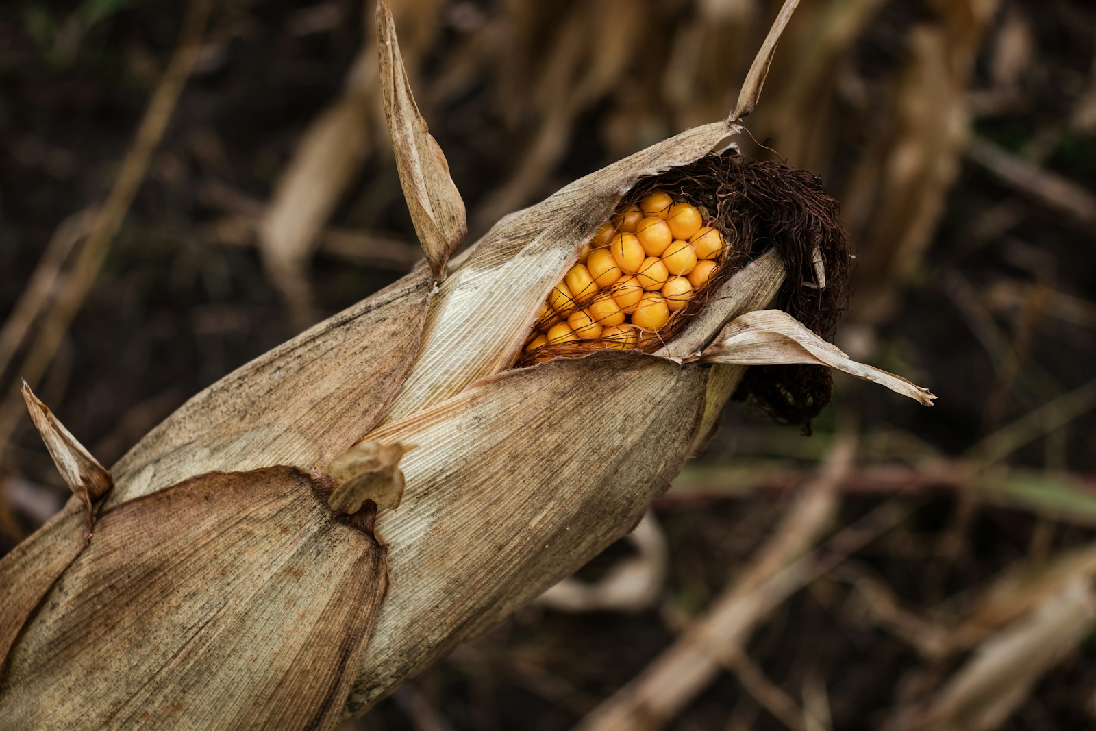 Canon EOS 800D (EOS Rebel T7i / EOS Kiss X9i) + Canon EF-S 18-55mm F4-5.6 IS STM sample photo. Brown and white corn photography