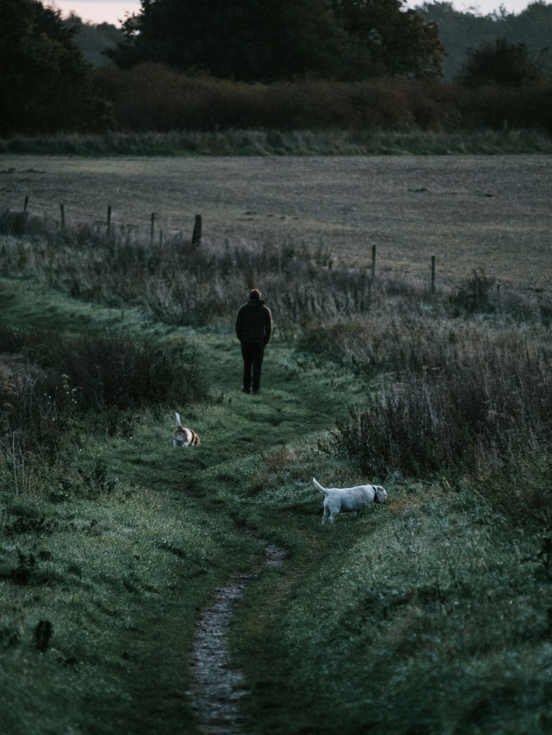 two white dogs near standing person on green grass