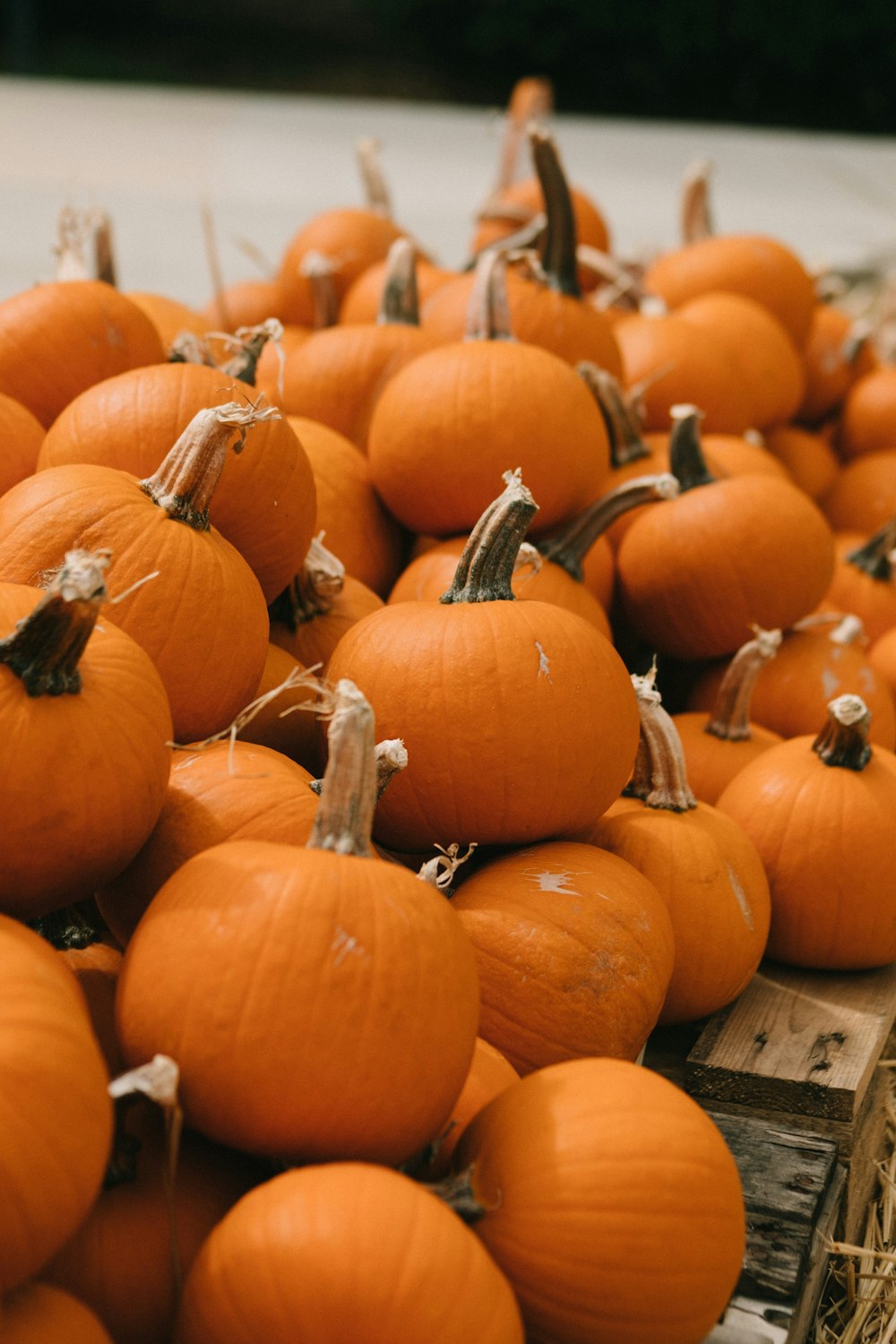 orange pumpkin lot