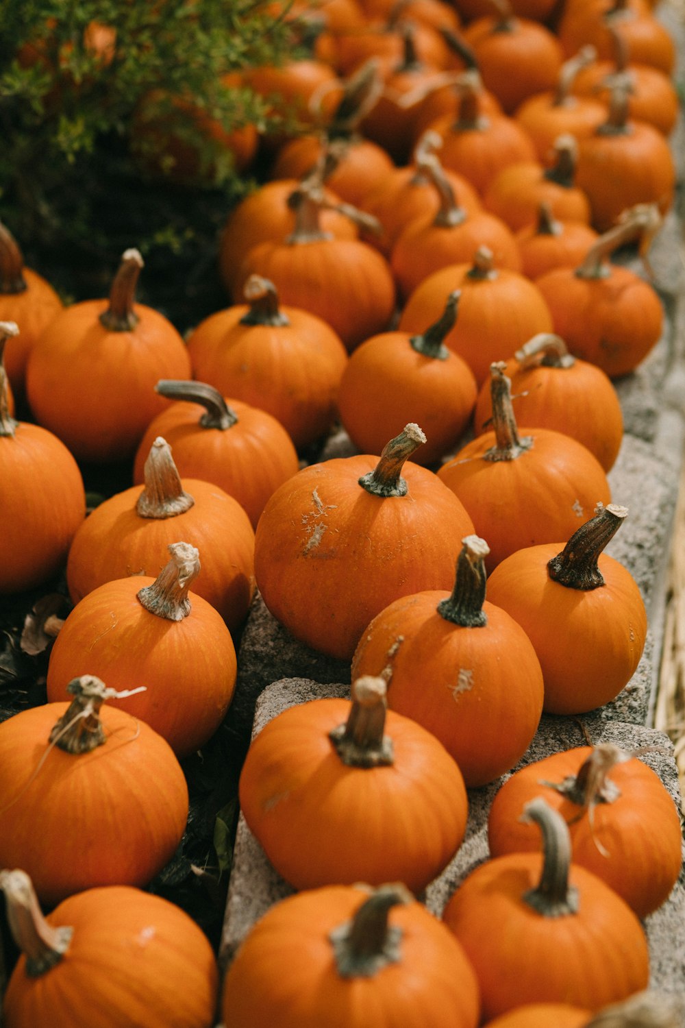 orange pumpkin lot