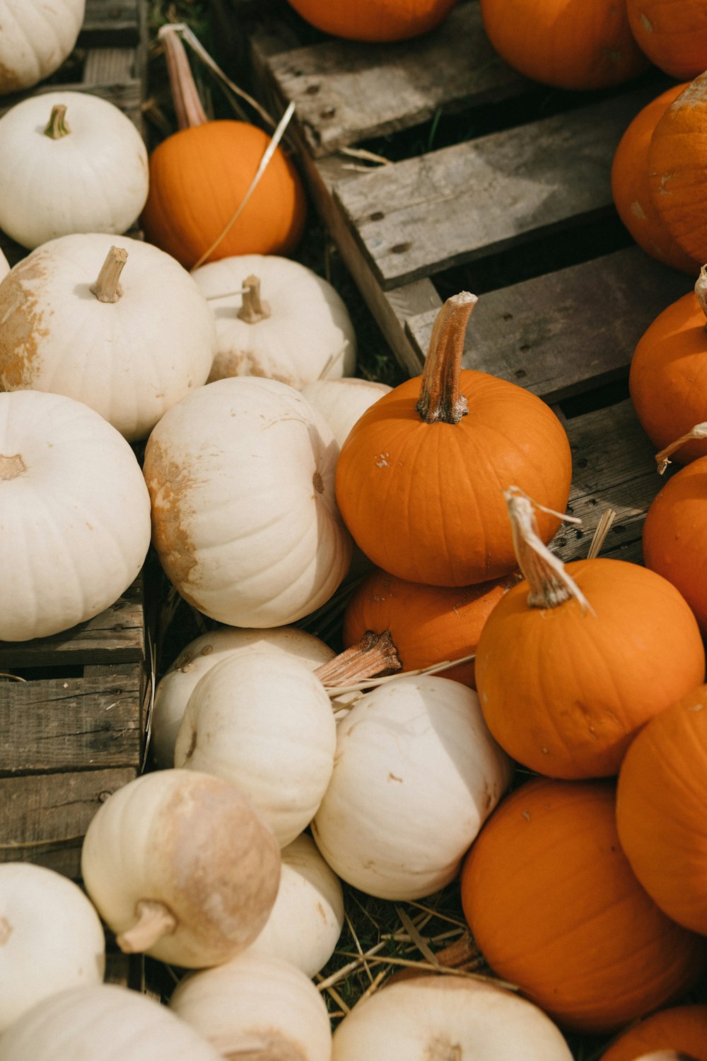 white and orange pumpkins on brown wooden pallet