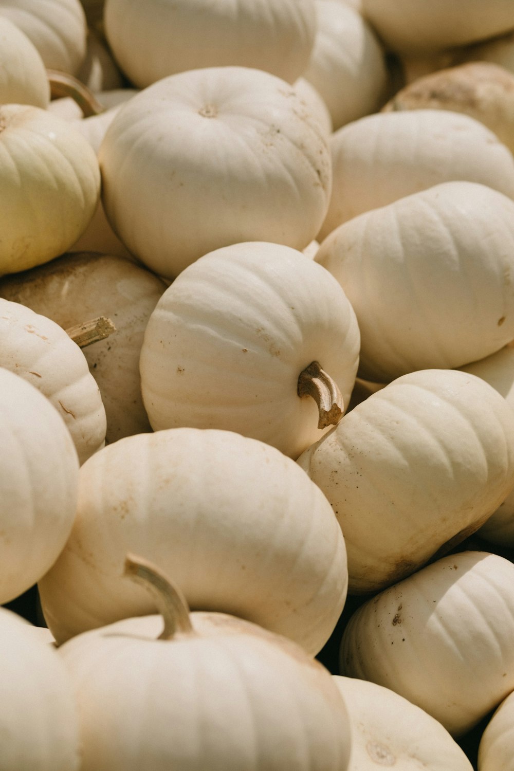 lot de courge blanche