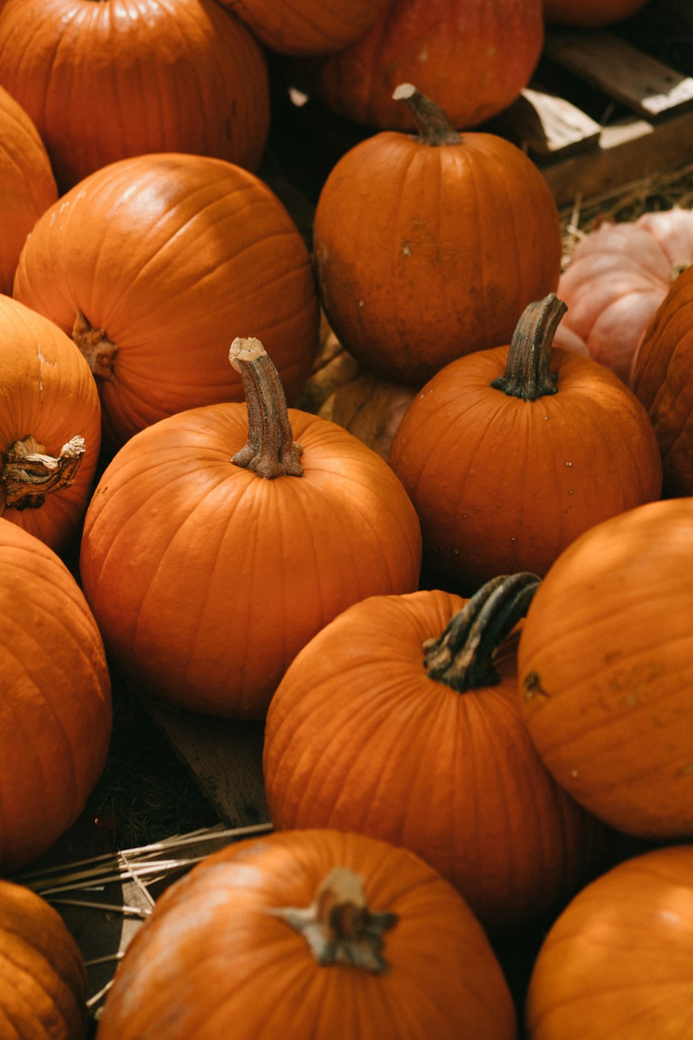 Lotto di zucca arancione e verde