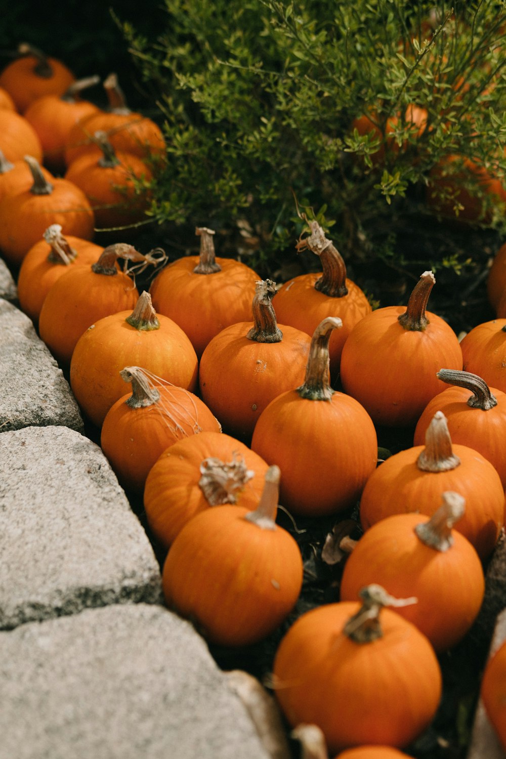 orange pumpkins