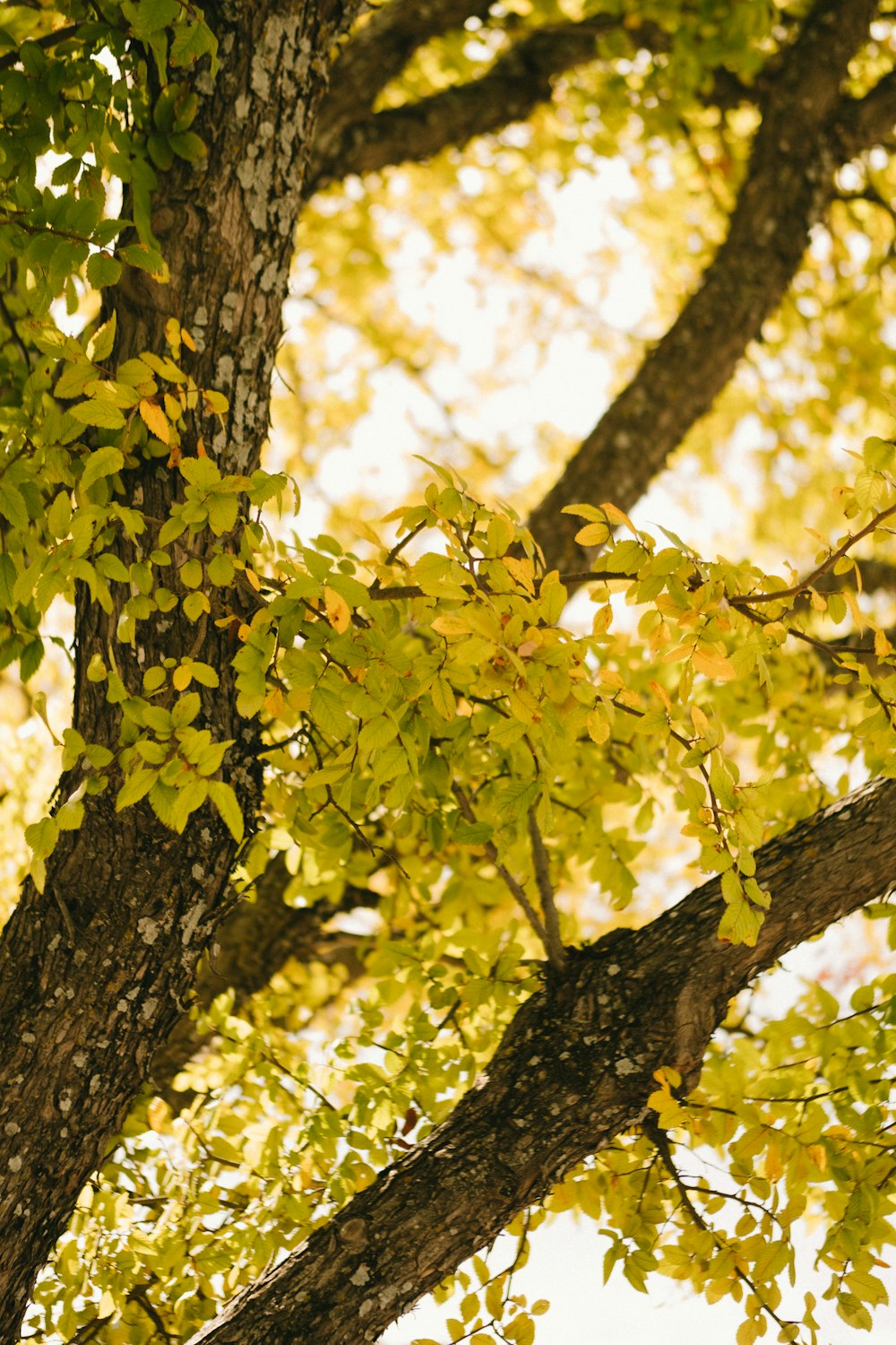 green-leafed plant