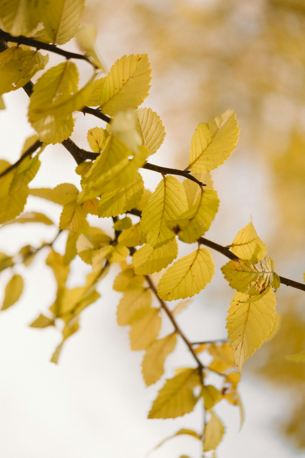 노란 잎이 달린 식물의 클로즈업 사진