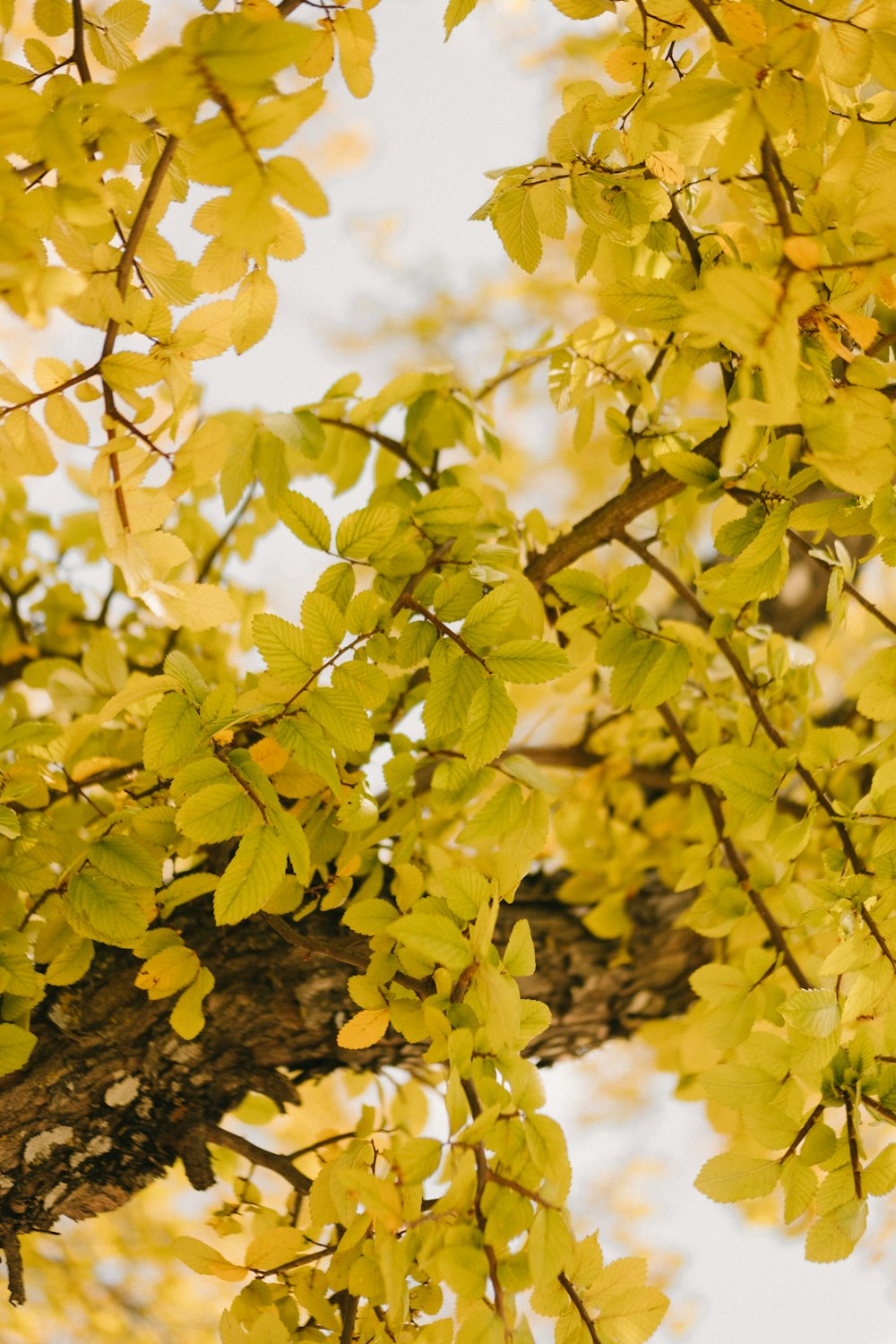 macro photography of green leaf tree