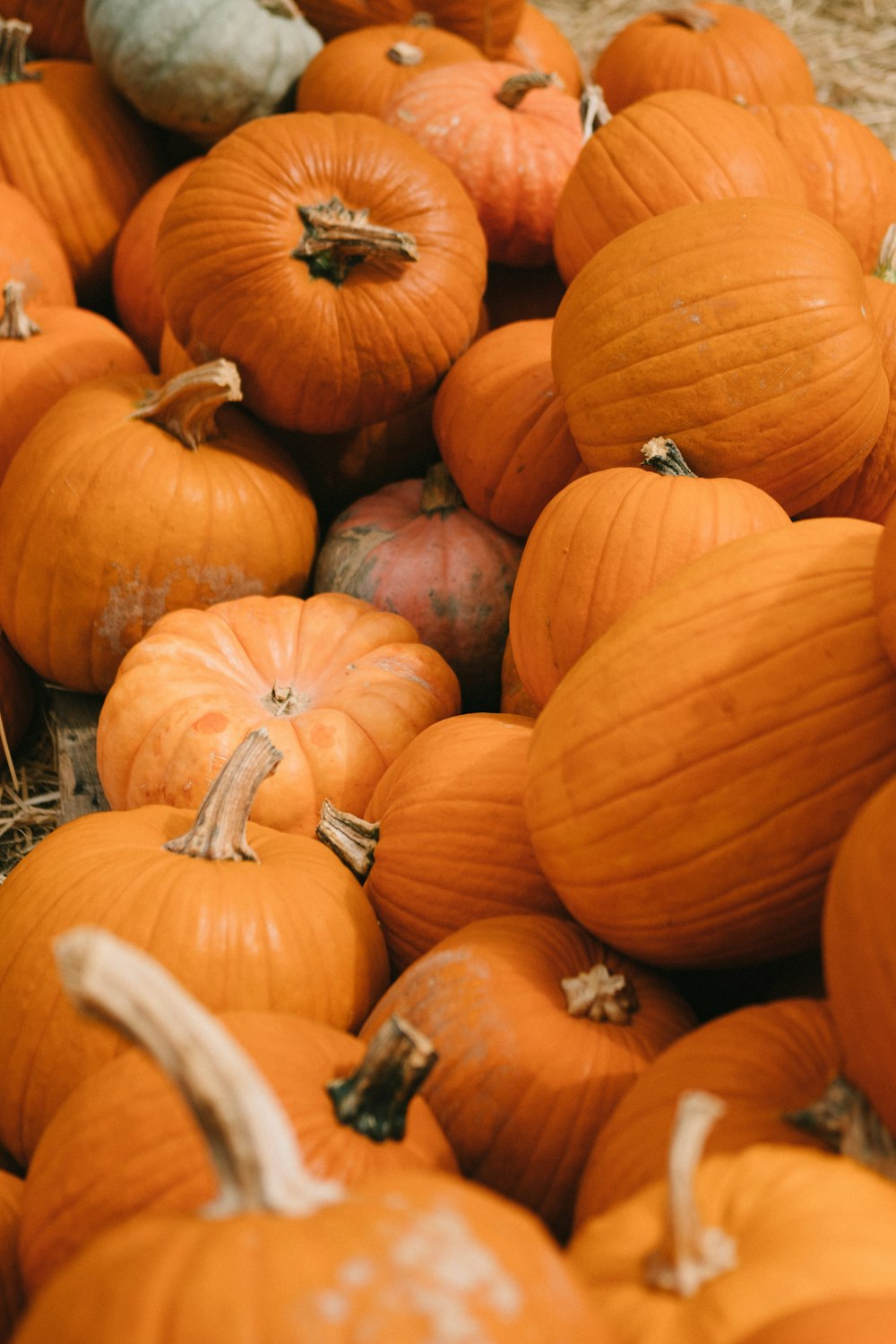 orange pumpkins