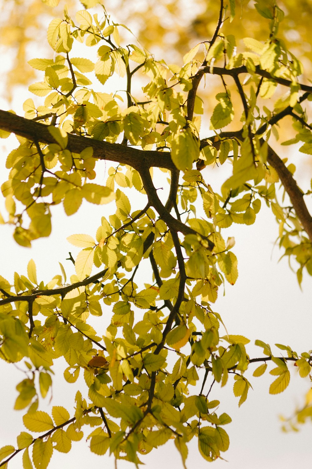 green-leafed tree