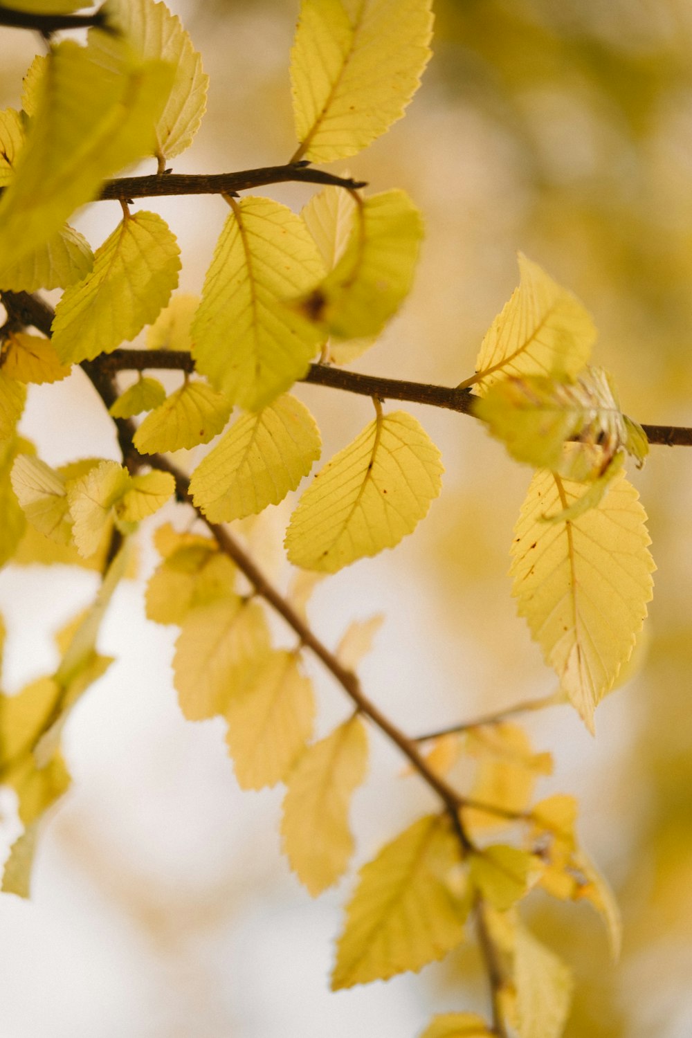 green-leafed plant photograph