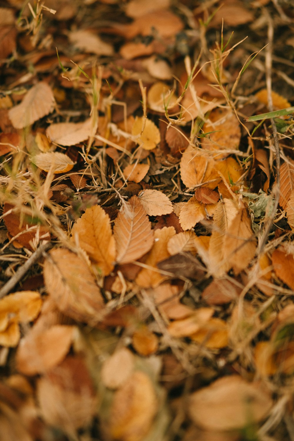 brown leafed plant