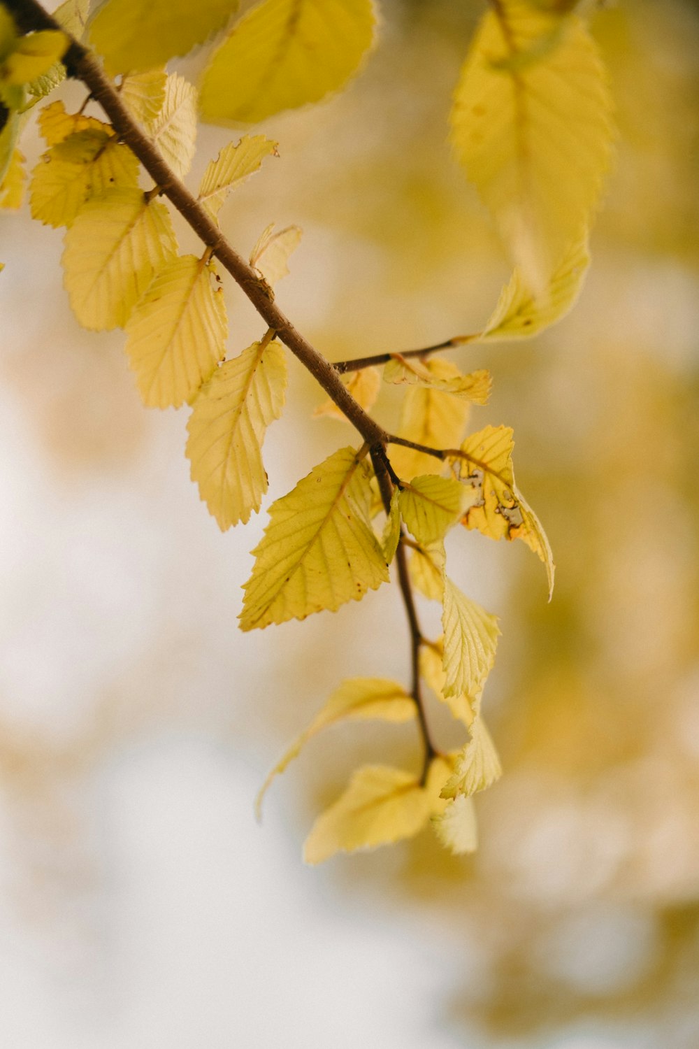 macro photography of green leaf plant