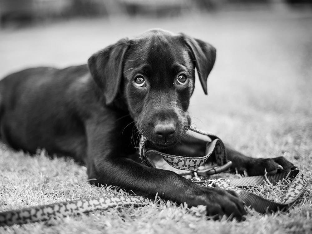 grayscale photography of Labrador retriever puppy