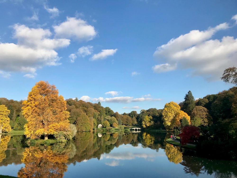 green and yellow-leaved trees near body of water