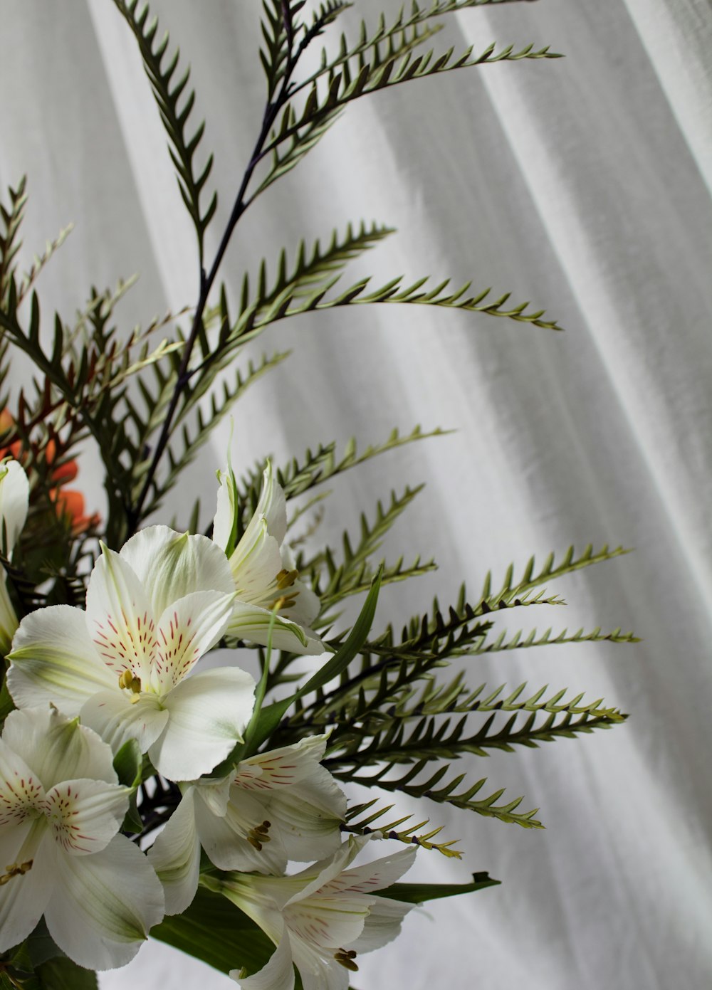 green-leafed plant with white flowers