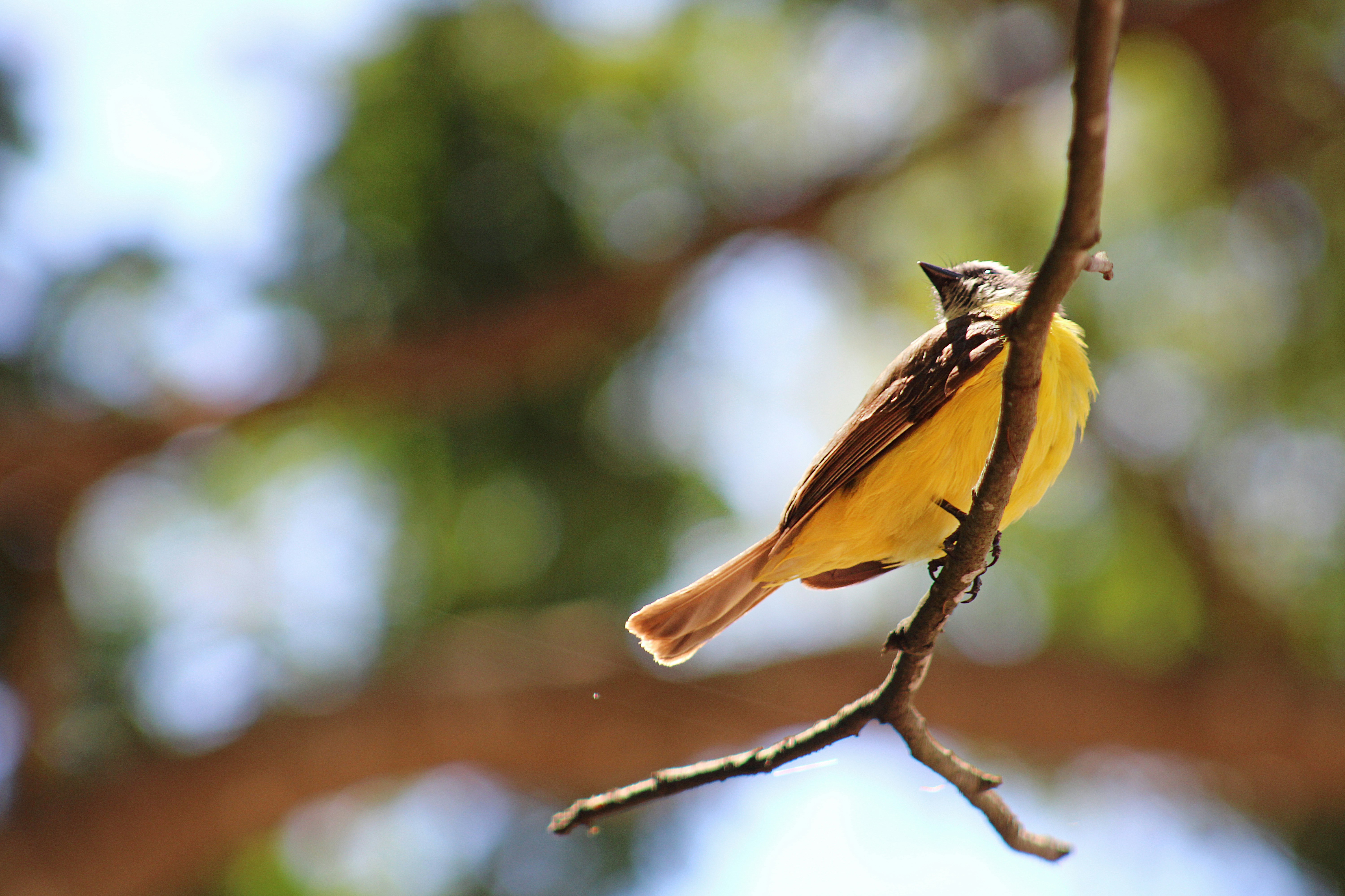 Photo by luizfelipebh