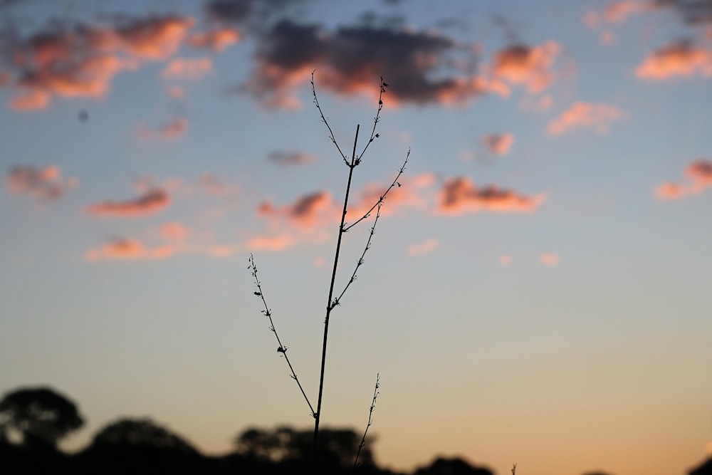 silhouette of branch